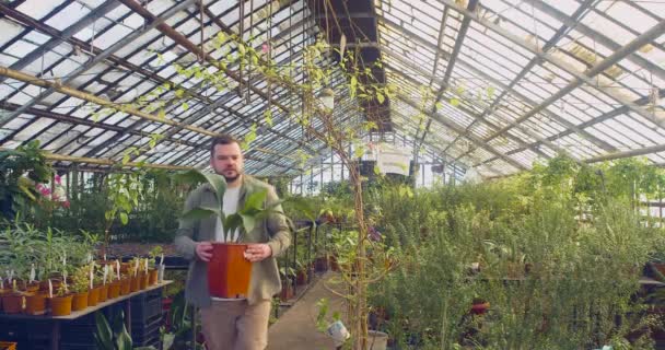Chubby Male Greenhouse Worker Walks Places Potted Plant Table Carefully — Video