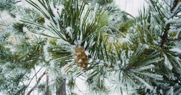 Video Pine Branch Cone Frosty Weather Pine Needles Covered Frost — Stock Video