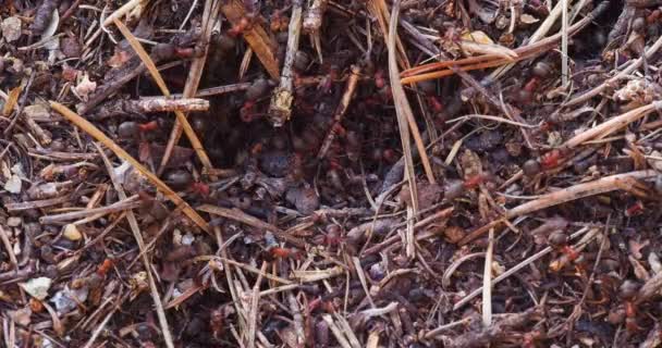 Άνθιλ Κόκκινα Μυρμήγκια Κοντινό Πλάνο Πλάνα — Αρχείο Βίντεο