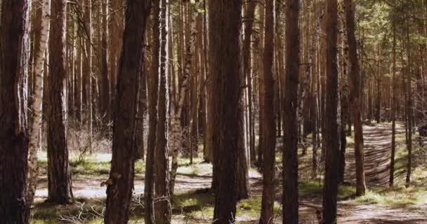 Panorama Spring Pine Forest Footage — Video Stock