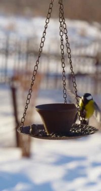 A few Parus major, great tit, eating seeds from the feeder in winter. Close-up slow motion 4k footage.