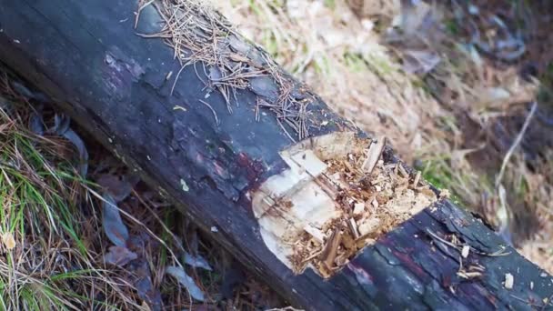 Ένας Ξυλοκόπος Κόβει Ένα Πεσμένο Δέντρο Στο Δάσος Κοντινό Πλάνο — Αρχείο Βίντεο