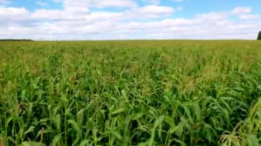Kamera mısır tarlası boyunca hareket ediyor. Tarım sektöründe genetiği değiştirilmiş ürünlerin geliştirilmesi kavramı. 29,97 fps 4k görüntü.