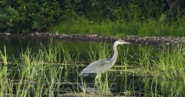 Gray heron hunts for fish and frogs in the swamp. It walks through wetlands spreading her neck and feathers. 4k footage.