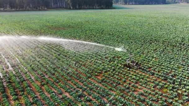 Aerial View Sprinkler Waters Field Irrigating Plants Water Chemicals Genetic — Vídeo de Stock