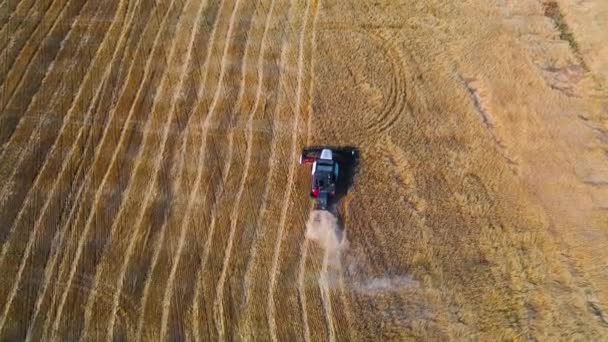 Combine Harvester Works Large Wheat Field Aerial View Genetically Modified — Vídeo de Stock