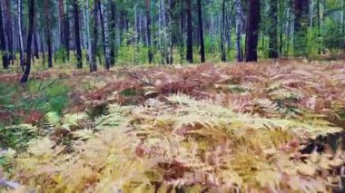View from the eyes of a deer or elk - animal walks through the forest in search of food. 4k footage.
