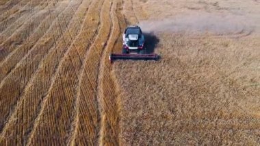 Genetically modified grain as a solution to the problem of hunger. 4k aerial footage of a combine harvester works on a large wheat field - aerial view.