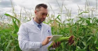 4K footage of a scientist in a corn field checking the condition of the crop and entering the data into a tablet pc. Research in the field of genetically modified foods and plants.