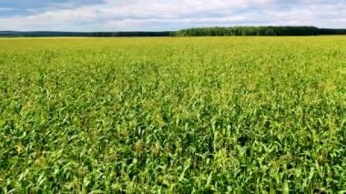 Aerial view of a field of genetically modified corn. The concept of solutions to the problems of hunger. 4k footage.