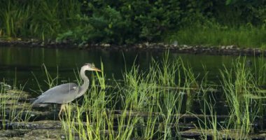 The gray heron hunts for fish and frogs in the swamp. She carefully walks through the wetlands. 4k footage.