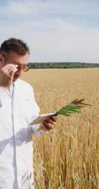 Vertical 4K footage of a scientist in a wheat field checking the condition of the crop and entering the data into a tablet pc. Research in the field of genetically modified foods and plants.
