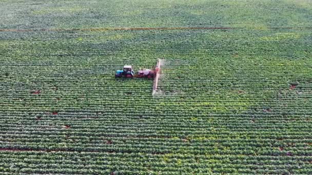 Birds Eye View Tractor Working Cabbage Field Pesticide Sprayer Tractor — Video