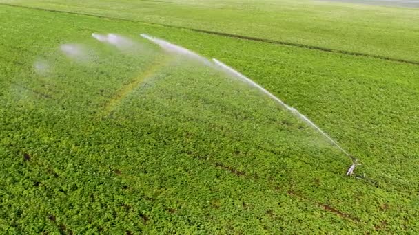 Irrigating Plants Water Chemicals Genetic Modification Plants Solution Problem Hunger — Vídeo de Stock