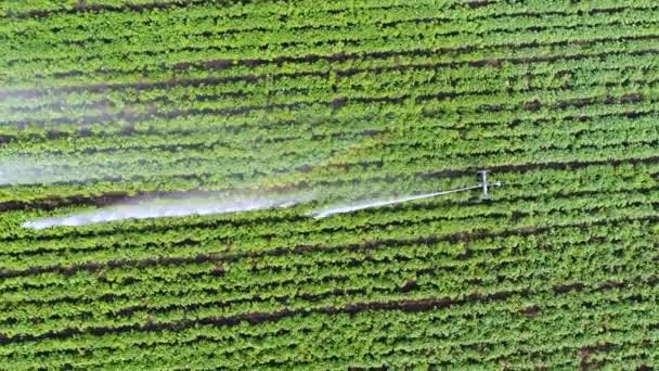 Sprinkler Waters Field Irrigating Plants Water Chemicals Genetic Modification Plants — Video