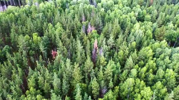 4Kの野生の松林の映像 木の上を飛んでいます 生態系の基盤としての野生の森 鳥目図 — ストック動画