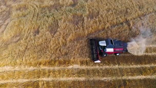 Harvest Time Aerial View Combine Harvester Working Field Top View — Vídeo de Stock