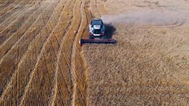 Genetically Modified Grain Solution Problem Hunger Aerial Footage Combine Harvester — Stockvideo