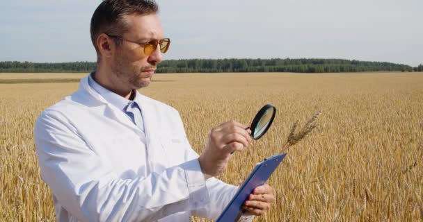 虫眼鏡を通して耳を検査し クリップボードにメモを取る小麦畑の科学者の4K映像 遺伝子組換え食品や植物の分野での研究 — ストック動画