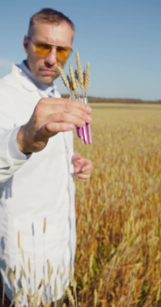 Vertical Video Agricultural Engineer Field Shows Ripe Ears Test Tubes — Stok video