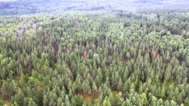 4k footage of a wild pine forest - drone flying over treetops. Wild forest as the basis of the ecosystem.