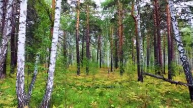 View from the eyes of a deer or moose - animal walks through the forest in search of food. 4k footage.