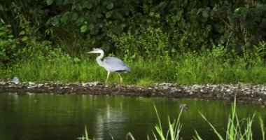 The gray heron hunts for fish and frogs in the swamp. It walks along the river bank and looks out for prey. 4k footage.