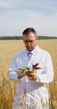 The agronomist researcher compares genetically modified ears of wheat and normal ones and enters the data into a PC tablet. Vertical 4k footage.