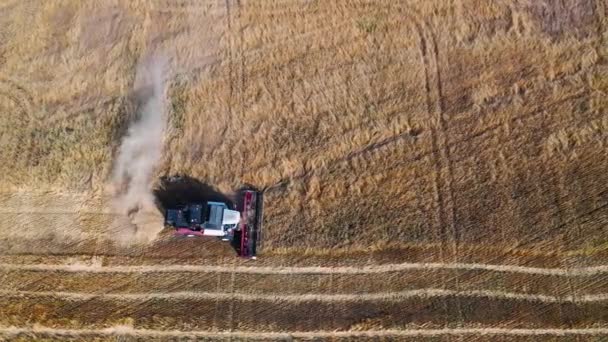 Генетически Модифицированное Зерно Решение Проблемы Голода Время Сбора Урожая Palouse — стоковое видео