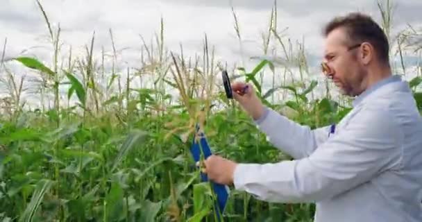 研究農学者はトウモロコシ畑に立って 虫眼鏡でトウモロコシの茎を調べ クリップボードにメモを取る 遺伝子組み換え食品や植物の分野での研究 4Kビデオ — ストック動画