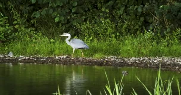 Gray Heron Hunts Fish Frogs Swamp Walks River Bank Looks — Stock video