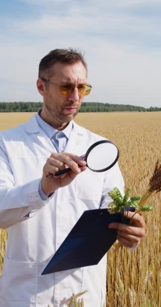 農学者の研究者がコムギ畑に立ち 虫眼鏡でコムギの耳を調べる 遺伝子組み換え食品や植物の分野での研究 4K縦映像 — ストック動画