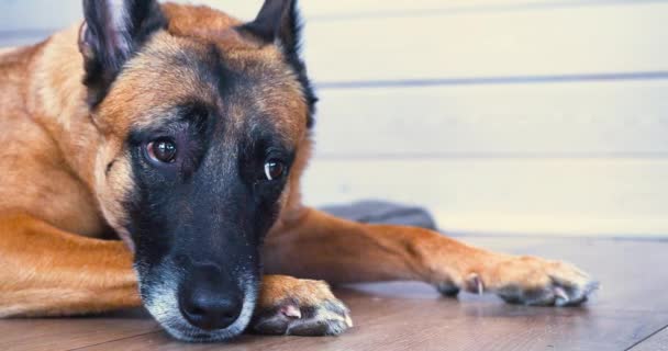 Sad Dog Malinois Breed Lies Waits Its Owner Concept Love — Stock videók