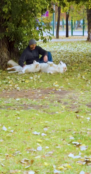 Vertical Imagens Homem Meia Idade Dois Cães Golden Retriever Jogar — Vídeo de Stock