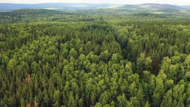 Footage Wild Pine Forest Drone Camera Flying Treetops Wild Forest — Wideo stockowe