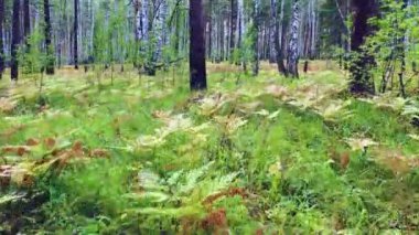 View from the eyes of a deer or elk. The animal walks through the summer forest in search of food. 4k footage.