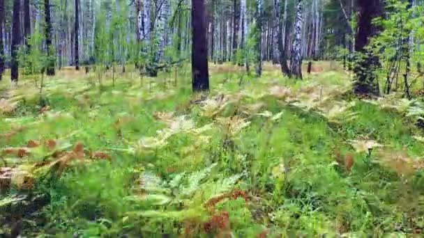 View Eyes Deer Elk Animal Walks Summer Forest Search Food — Video
