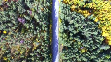 Top view of a straight forest road and cars moving along it on a sunny autumn day. Aerial 4k footage.