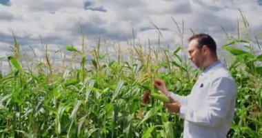 4K footage of an scientist-agronomist in a corn field checking the condition of the crop and entering the data into a tablet pc. Research in the field of genetically modified foods and plants.