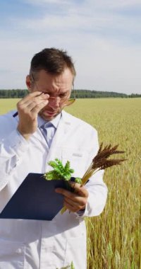 Vertical 4k footage of a scientist in a wheat field checking the condition of the crop and making notes on the clipboard. Research in the field of genetically modified foods and plants.