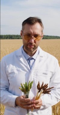 An agronomist compares the rate of maturation of genetically modified ears of wheat and ordinary ones. He is showing green and ripe ears of wheat to the camera. Vertical 4k footage.