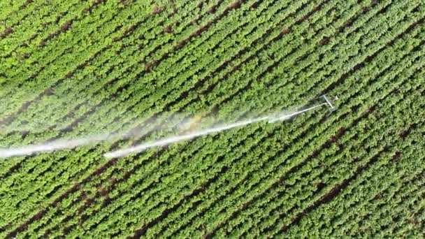 Sprinkler Watering Field Irrigating Plants Water Chemicals Genetic Modification Plants — Wideo stockowe