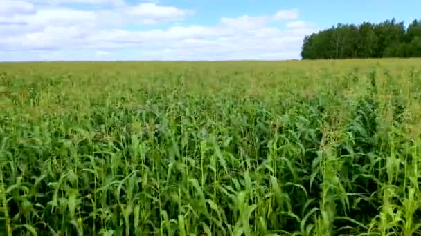 Flight Camera Corn Field Concept Development Genetically Modified Products Agribusiness — Stok video