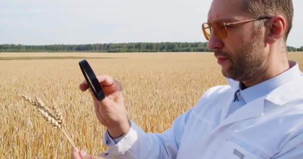 Agronomist Researcher Stands Field Wheat Examines Ears Wheat Magnifying Glass — Αρχείο Βίντεο