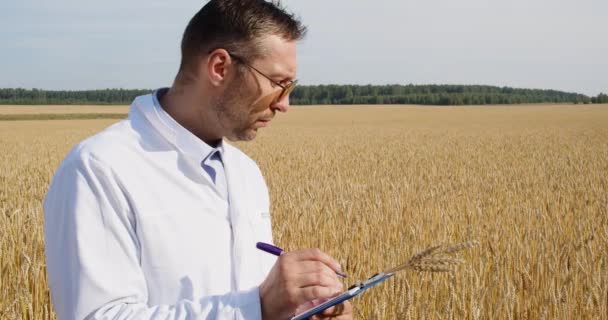 Агроном Пшеничном Поле Проверяет Состояние Урожая Делает Заметки Буфер Обмена — стоковое видео