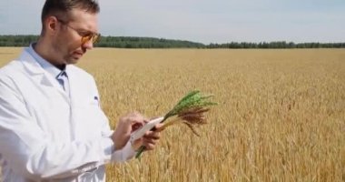 Scientist in a wheat field checking the condition of the crop and entering data into a tablet pc. Research in the field of genetically modified foods and plants. 4k footage.
