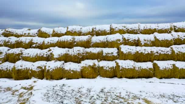 Procurement Food Cattle Winter Straw Storage Animal Nutrition Winter Footage — Vídeo de Stock