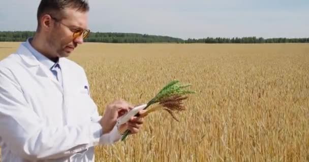 Ученый Поле Пшеницы Проверяет Состояние Урожая Вводит Данные Планшетный Компьютер — стоковое видео