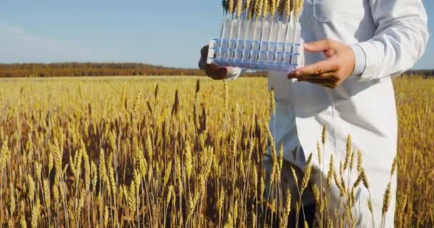 Генетически Модифицированное Зерно Решение Проблемы Голода Инженер Сельскому Хозяйству Поле — стоковое видео