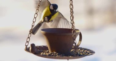 Winter feeding of small birds. Few tit, Parus major, eating seeds from the feeder in winter. Close-up slow motion 4k footage.
